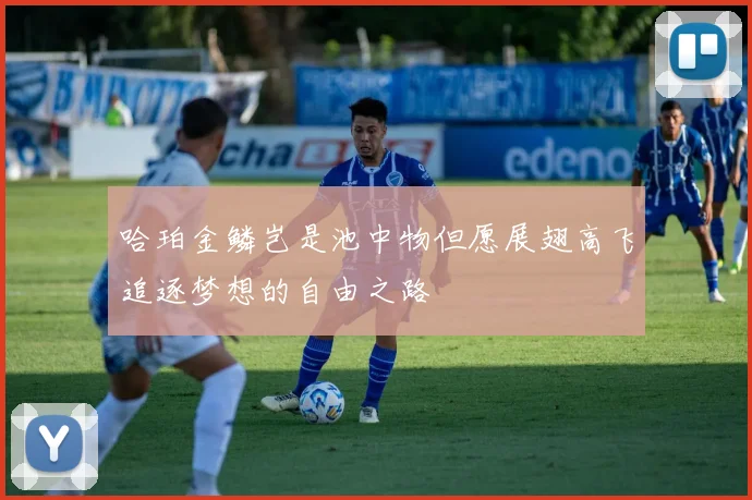 哈珀金鳞岂是池中物但愿展翅高飞追逐梦想的自由之路